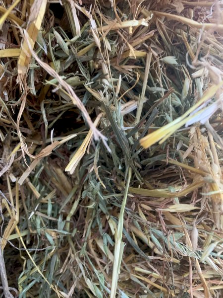 Oaten Hay 8x4x3 Bale + Freight