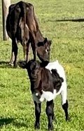 Murray Grey First Calf Heifer with Bull Calf At Foot