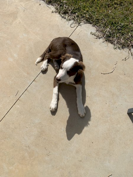 Border Collie Female Pup