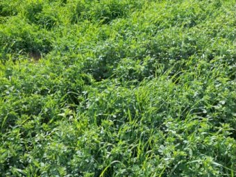 Expression of interest in 30 acres of Lucerne and Barley mix for Silage