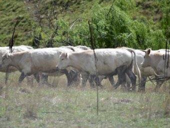 20 Joined Exceptional Future Breeder Charolais Heifers