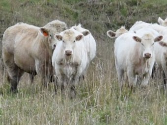 20 Joined Exceptional Future Breeder Charolais Heifers