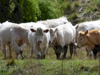 20 Joined Exceptional Future Breeder Charolais Heifers