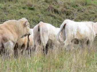 20 Joined Exceptional Future Breeder Charolais Heifers