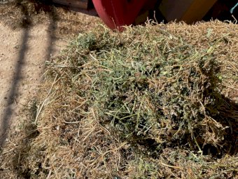 135mt Vetch Hay 680kg 8x4x3 Bales (NEW SEASON 21/22)
