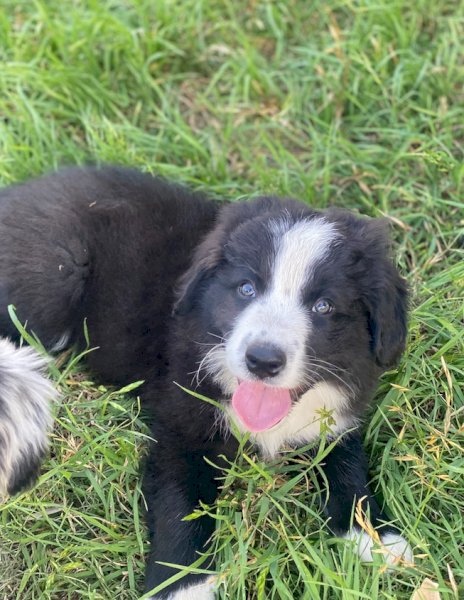 Border Collie Pup