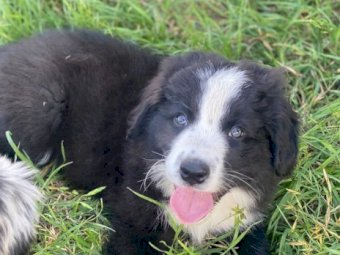 Border Collie Pup