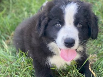 Border Collie Pup