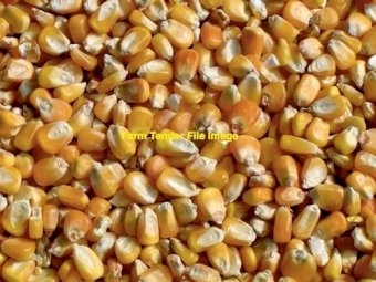 500 mt Grit Corn  1756 Available April/May 2022
