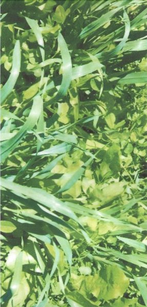 Pasture Mix – Oat, ryegrass, turnip 3 way blend