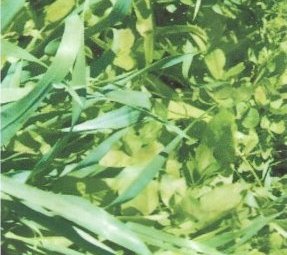 Pasture Mix – Oat, ryegrass, turnip 3 way blend