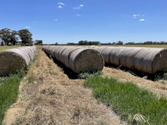 Barley Hay Rolls. 90 Rolls available