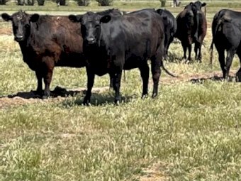 25 Angus Heifers