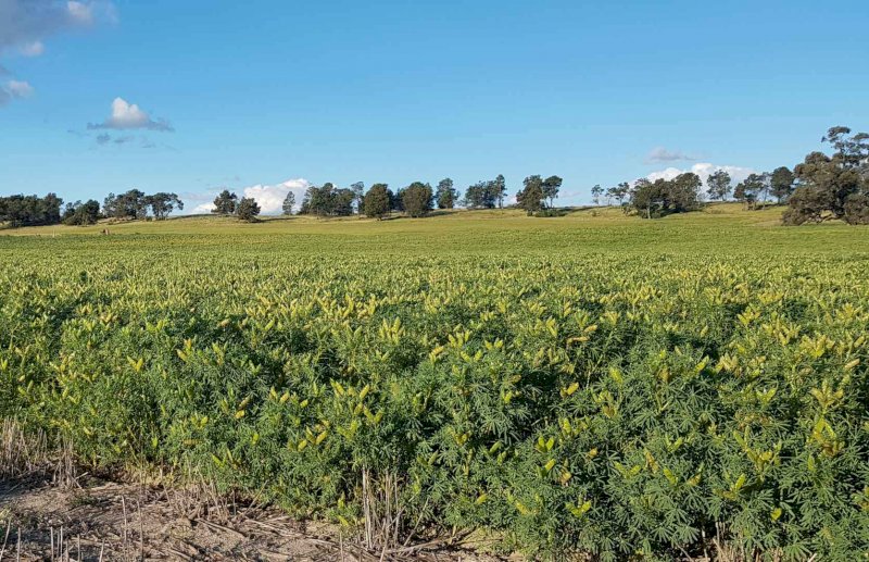 Lupins New Season