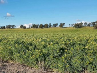 Lupins New Season
