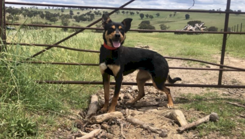 Working Kelpie