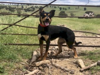 Working Kelpie