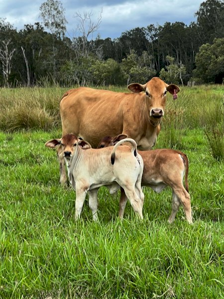 15x15 Droughtmaster Cross Cows and Calves
