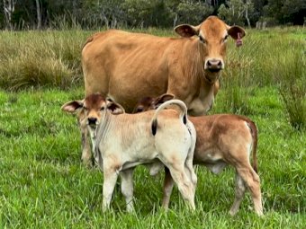 15x15 Droughtmaster Cross Cows and Calves