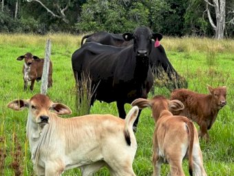 15x15 Droughtmaster Cross Cows and Calves