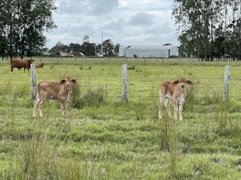 15x15 Droughtmaster Cross Cows and Calves