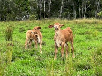 15x15 Droughtmaster Cross Cows and Calves