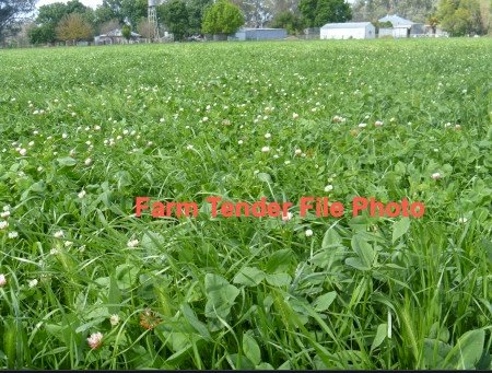 Trikkala Clover Hay Small Squares. Seller to Freight