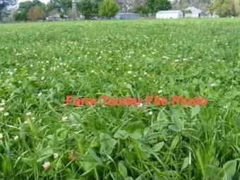 Trikkala Clover Hay Small Squares. Seller to Freight