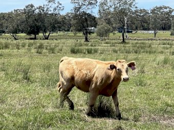 80 Mixed Sex Crossbred Weaners