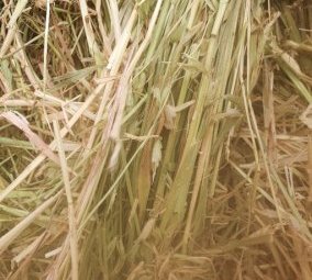 New Season Barley Hay 8x4x3 Bales
