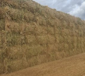 New Season Barley Hay 8x4x3 Bales