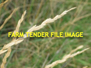 Tall Wheat Grass