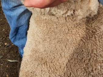 460 Dohne X Merino Ewes NSM