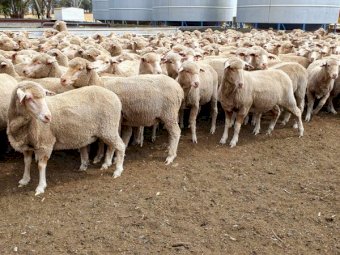460 Dohne X Merino Ewes NSM