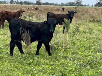 80 Mixed Sex Crossbred Weaners