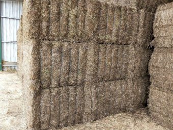 200mt Vetch Hay 500kg 8x4x3 Bales (Road Train Access)