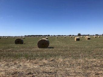 150mt Oaten Hay 500kg 5x4 Round Bales