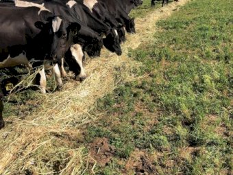 150mt Oaten Hay 500kg 5x4 Round Bales