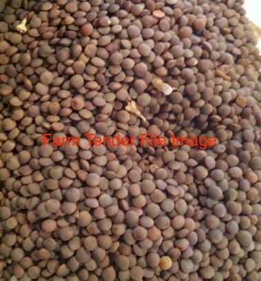 WANTED 1000mt Whole Red Lentils Export Grade (whole)