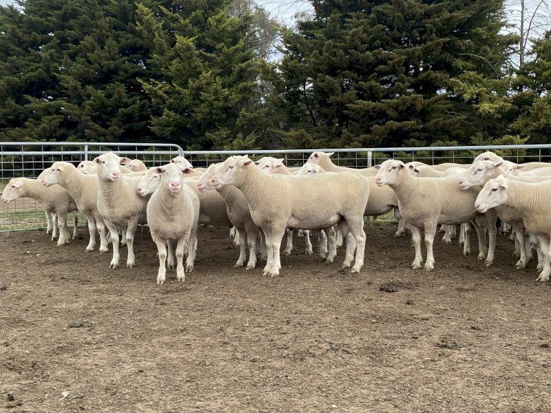 Lot 11- Tag 200182