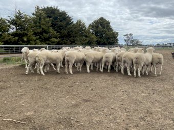 Lot 11- Tag 200182