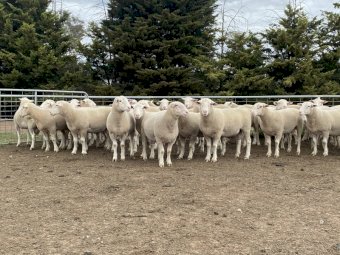 Lot 11- Tag 200182