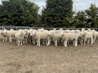 Lot 11- Tag 200182