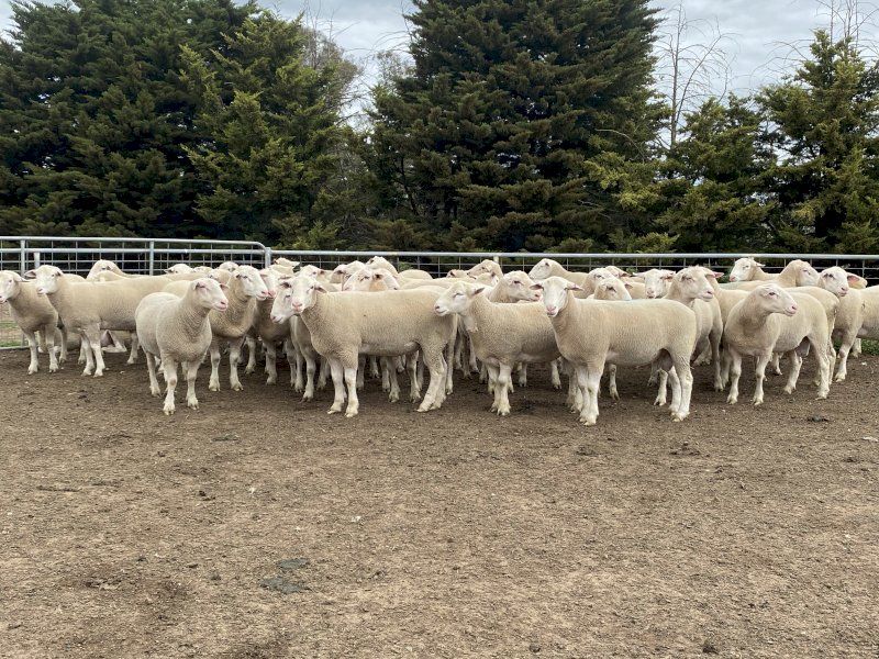 Lot 26 - Tag 200291