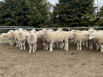 Lot 26 - Tag 200291