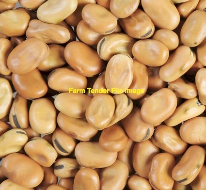 WANTED Faba Beans