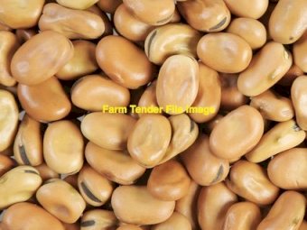 WANTED Faba Beans