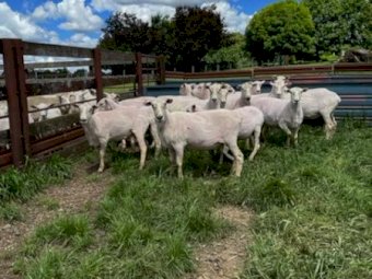255 First X Ewes Joined