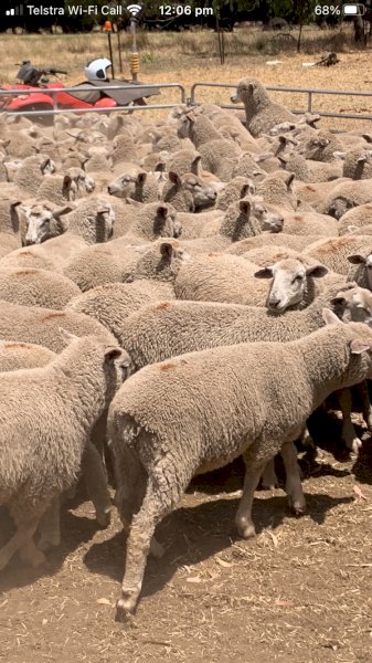630 Xb Feeder lambs