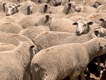 630 Xb Feeder lambs